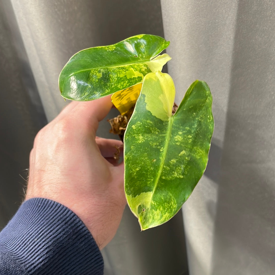 Philodendron Burle Marx Variegated