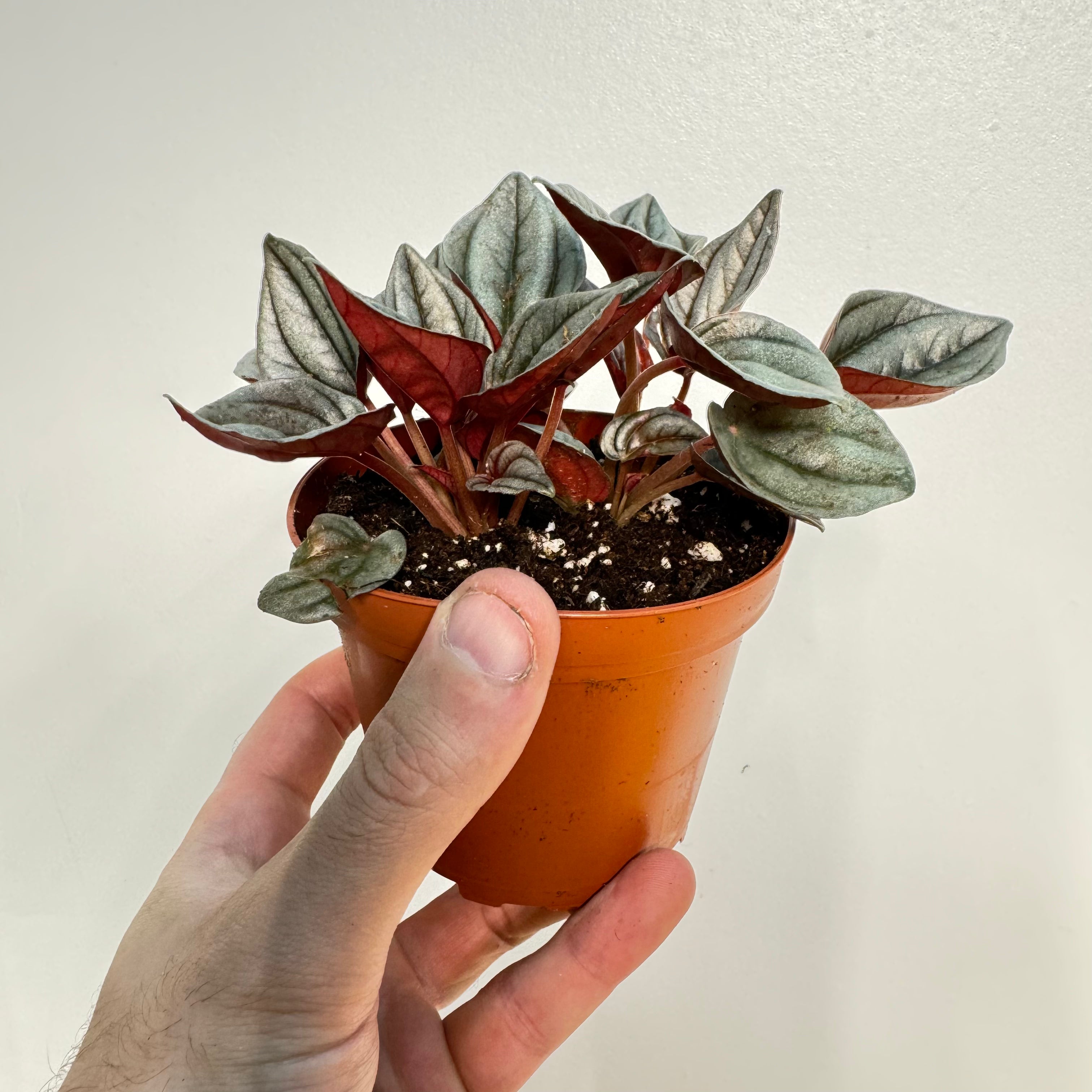 Peperomia Mendoza