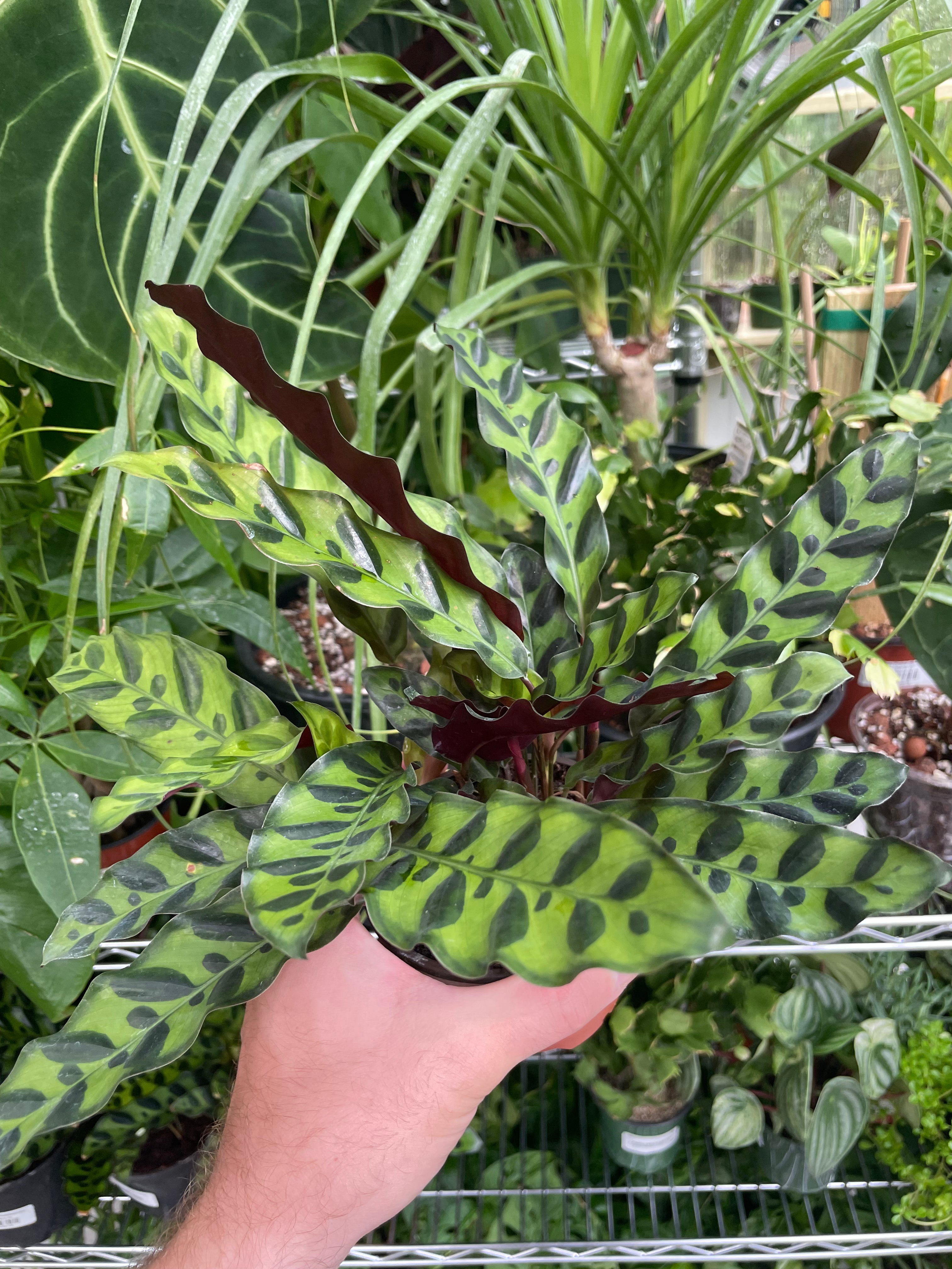 Calathea Rattlesnake Plants for Sale