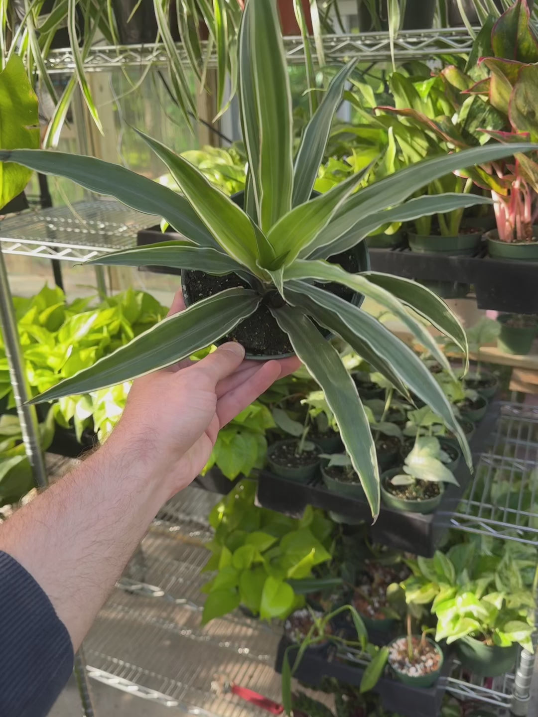 Dracaena Warneckii White Jewel