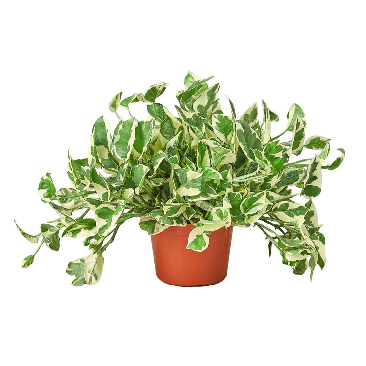NJoy Pothos 6"