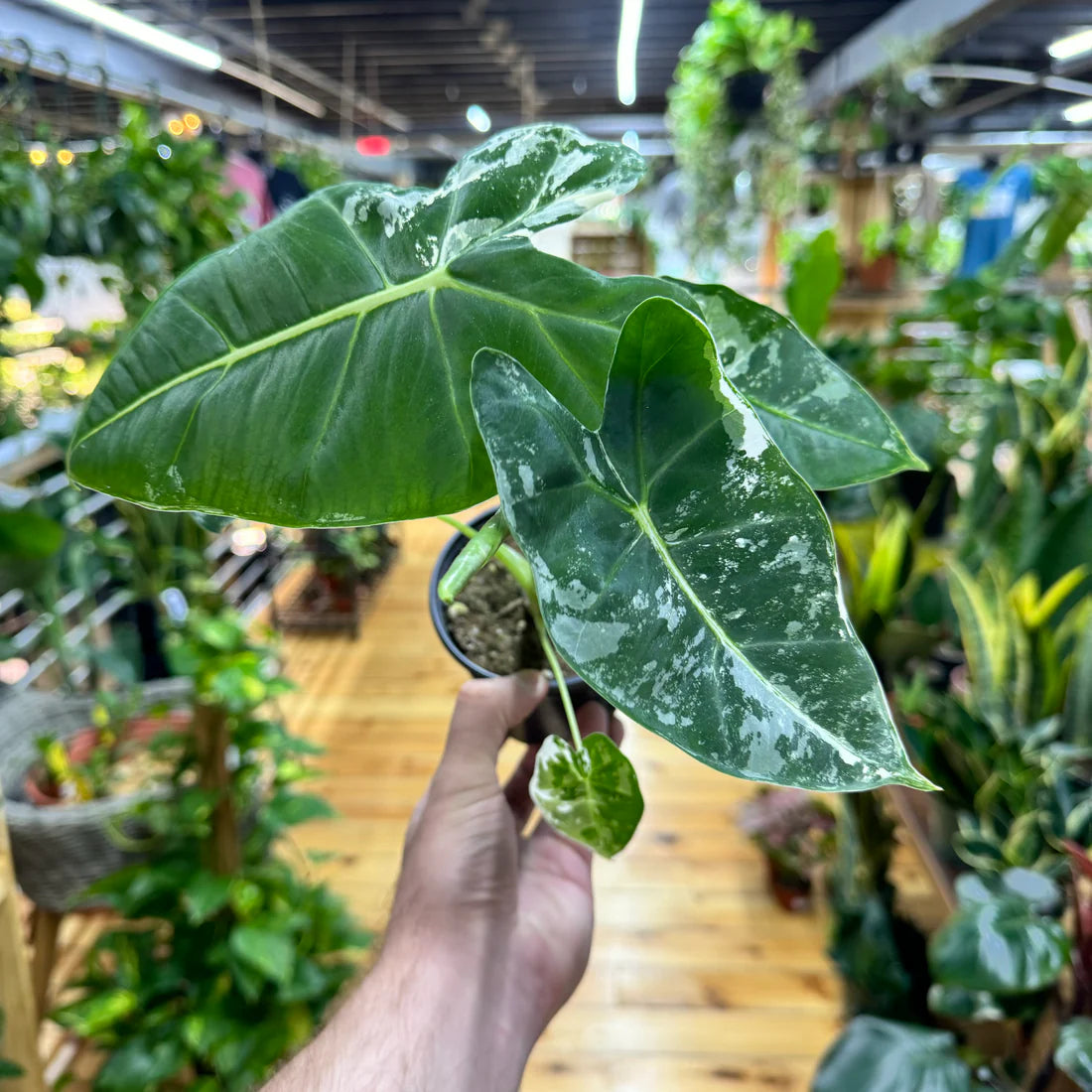 Variegated Alocasia Frydek