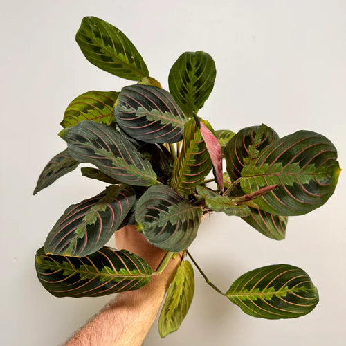 What Makes A Prayer Plant Open and Close?