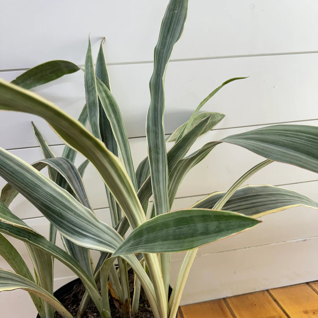 Not Your Mother-In-Law's Snake Plants