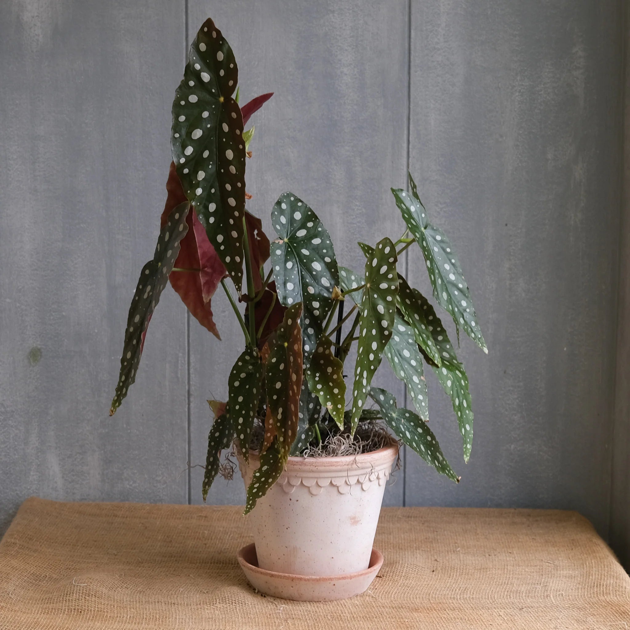 Discovering the Angel Wing Begonia: A Stunning Houseplant