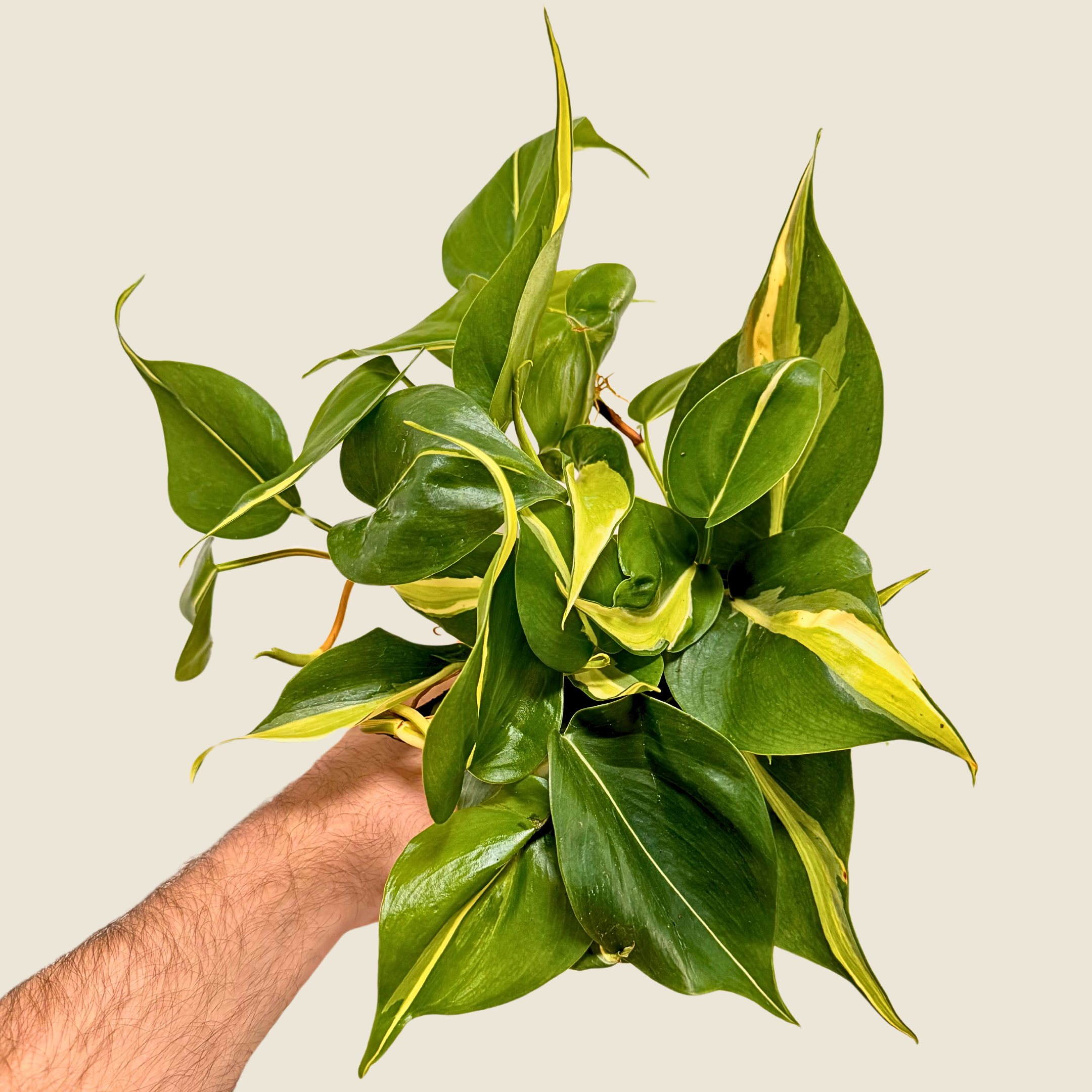 Meet the Philodendron Rio: A Stunning Addition to Your Indoor Garden