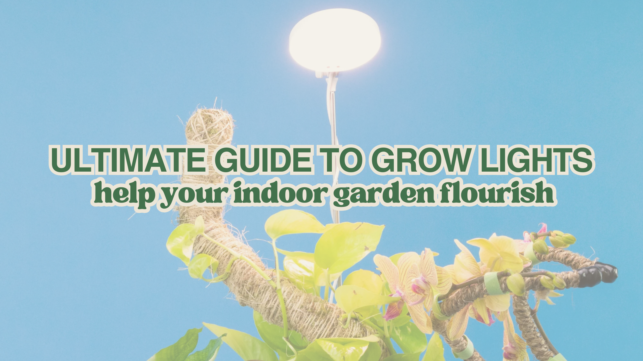 The Ultimate Guide to Grow Lights for Houseplants: Boost Your Indoor Garden