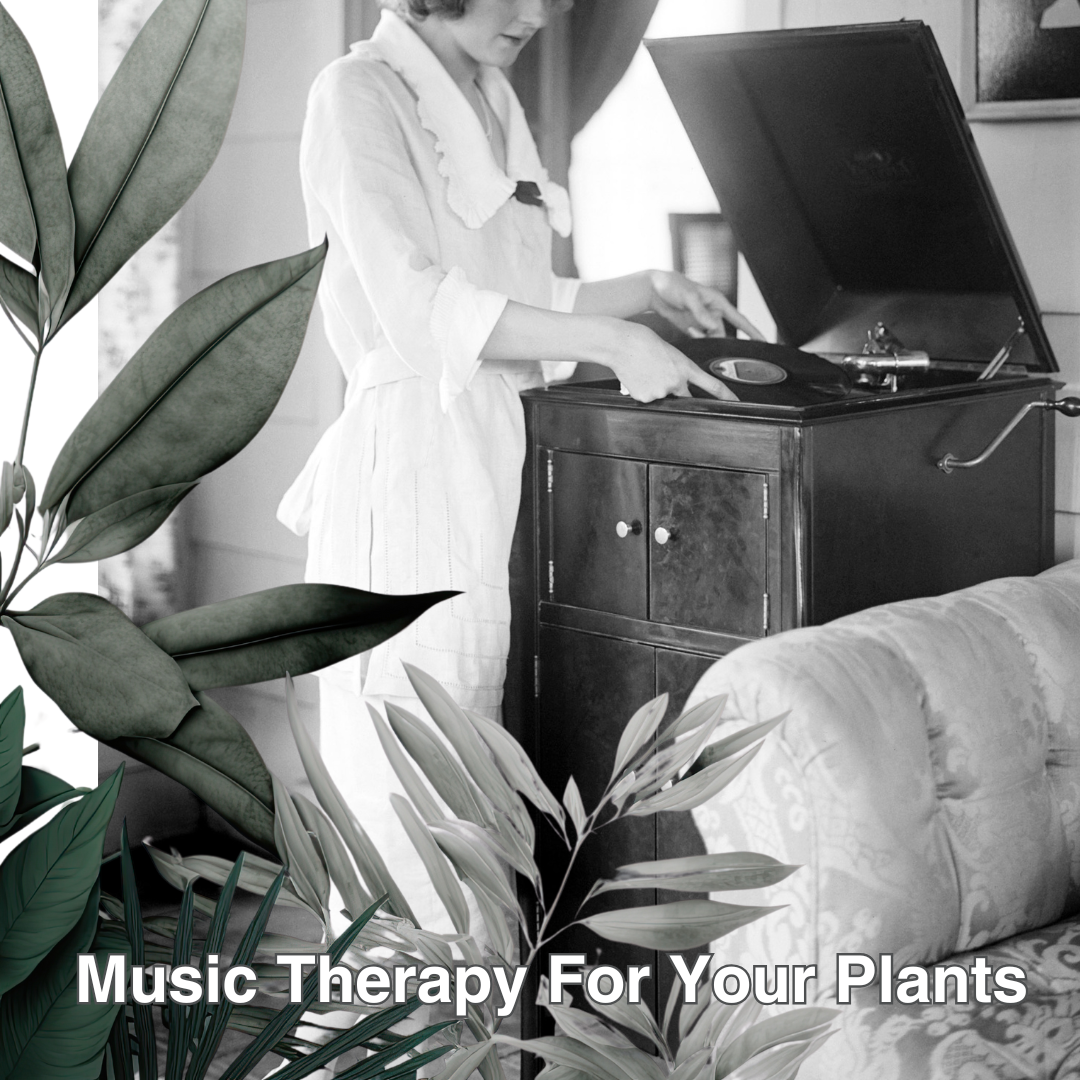 Music and Plants, The Unlikely But Powerful Duo