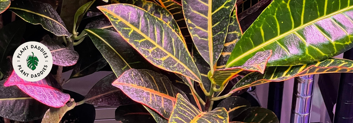 Croton Header Image