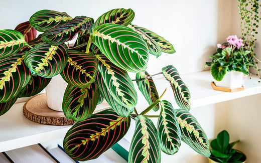 How To Propagate a Prayer Plant