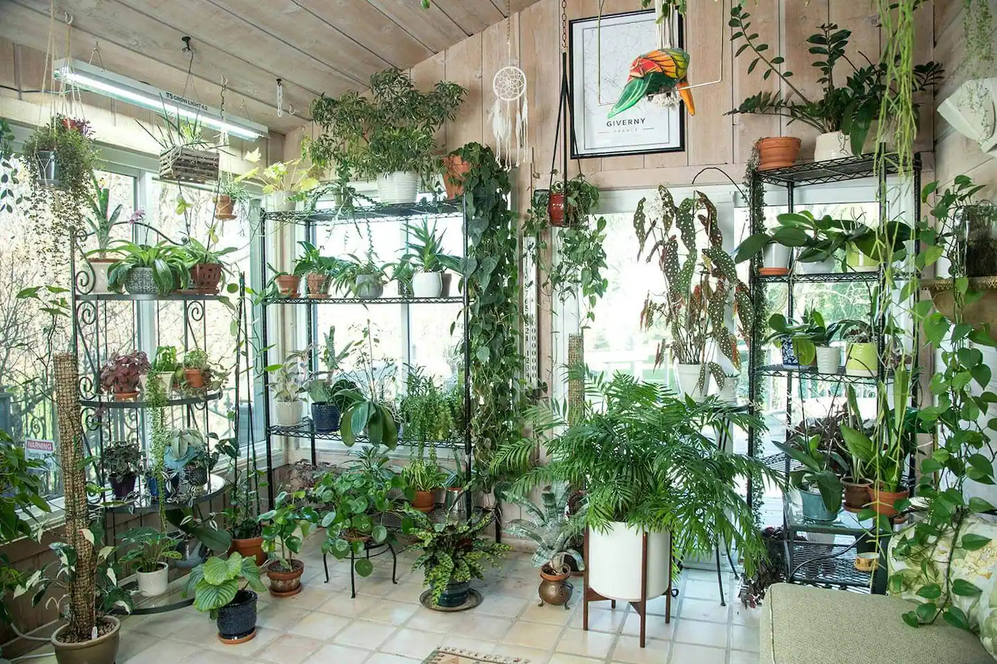 Growing indoor tropical houseplants in the Georgia climate