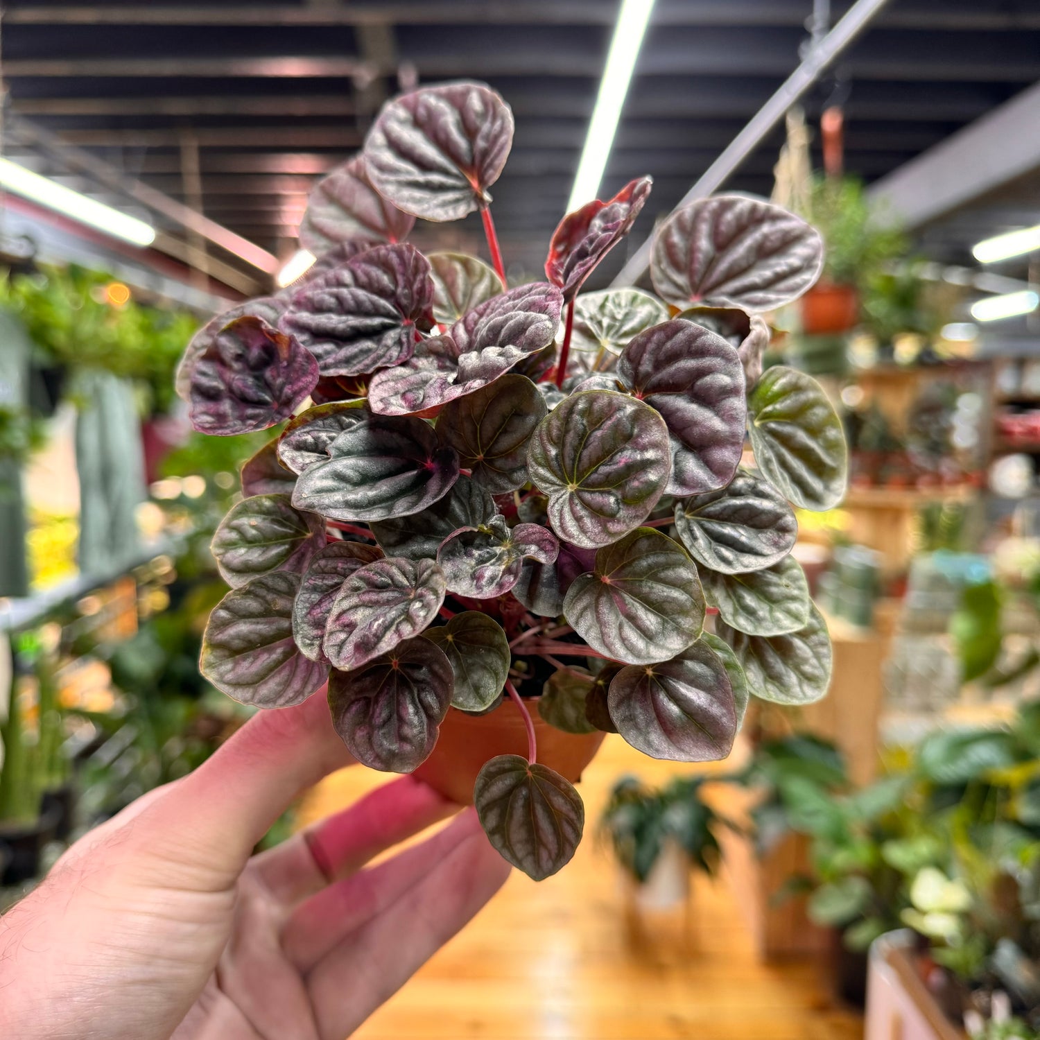 Peperomia Luna Red