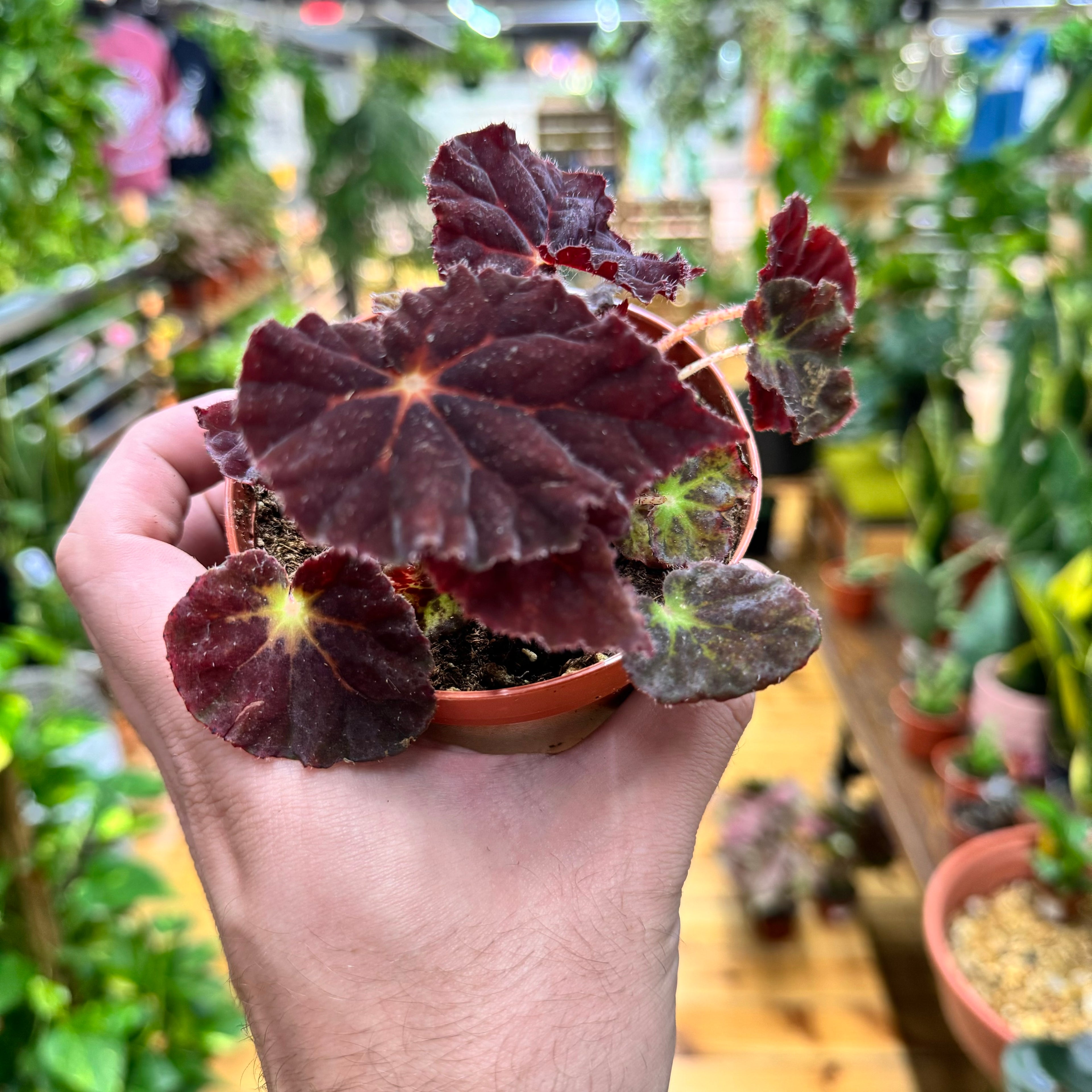 Begonia Madam O&