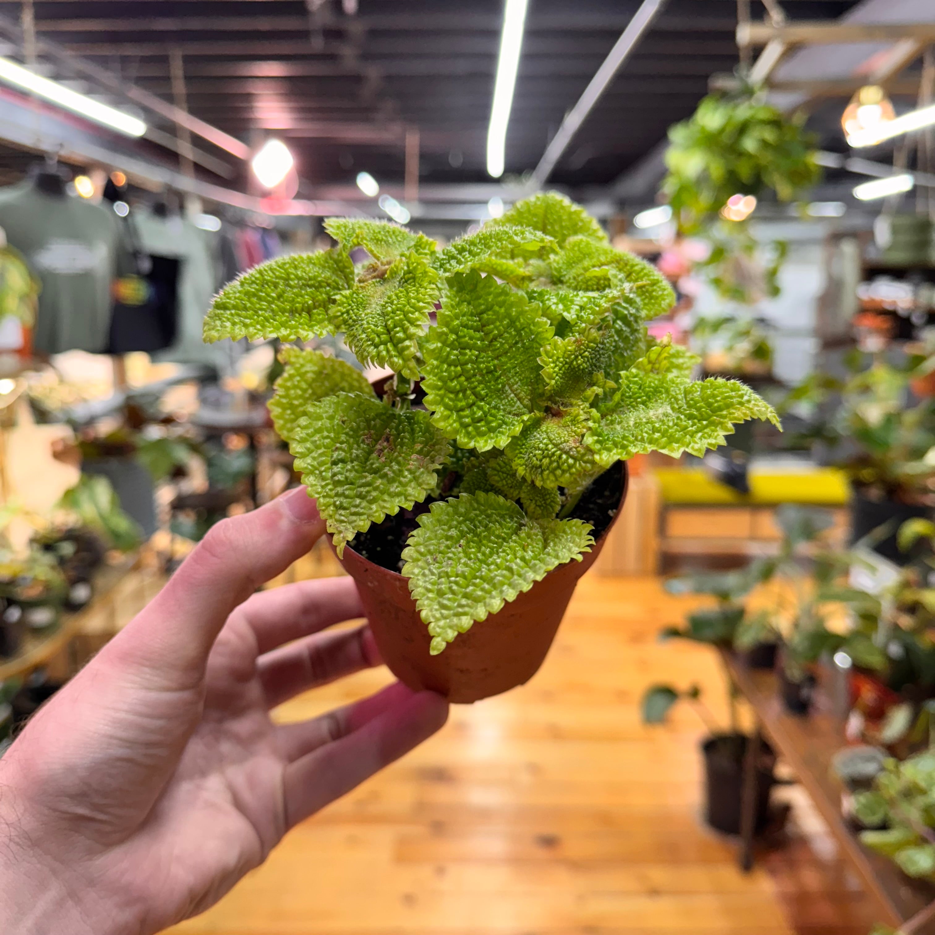 Pilea Moon Valley