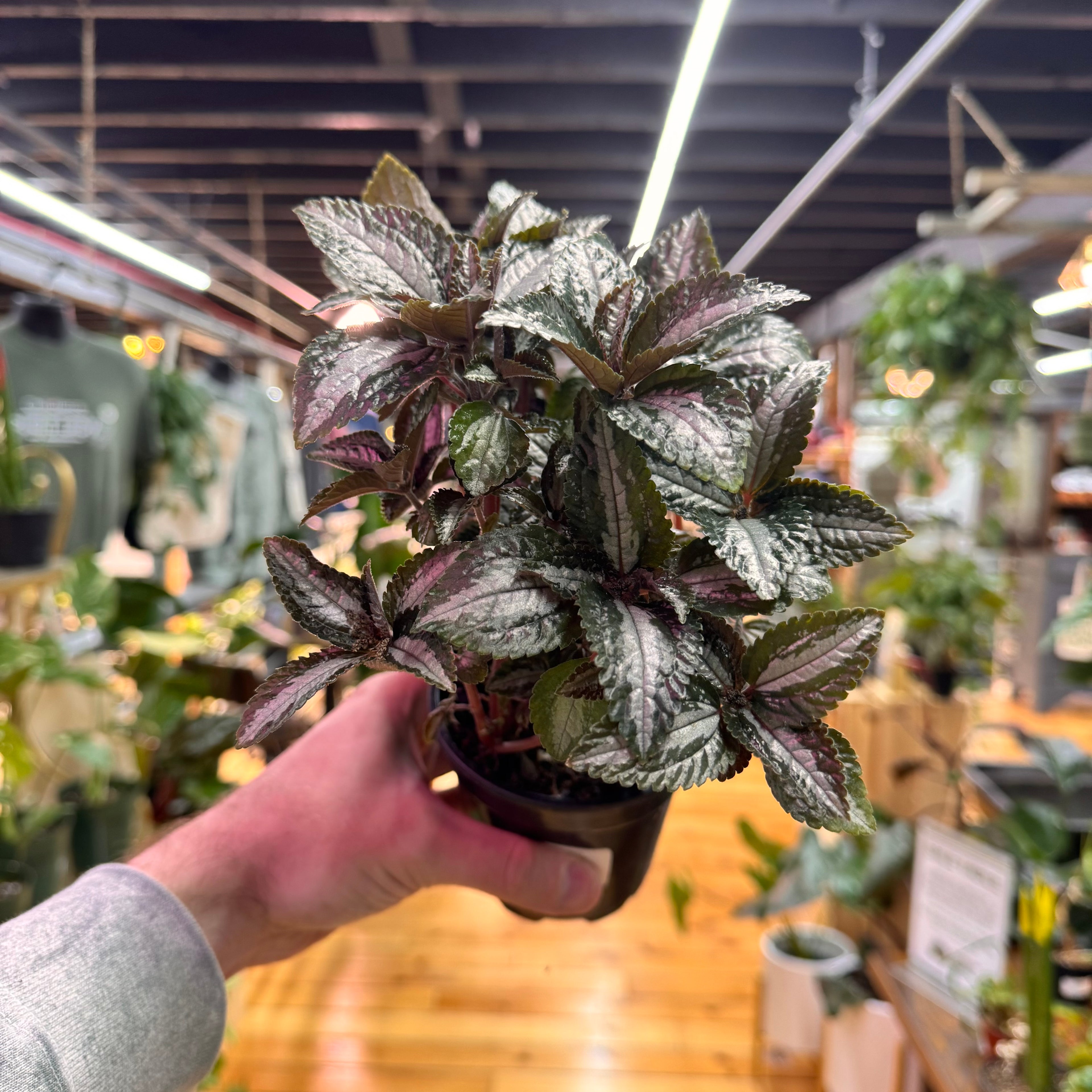 Pilea Silver Tree