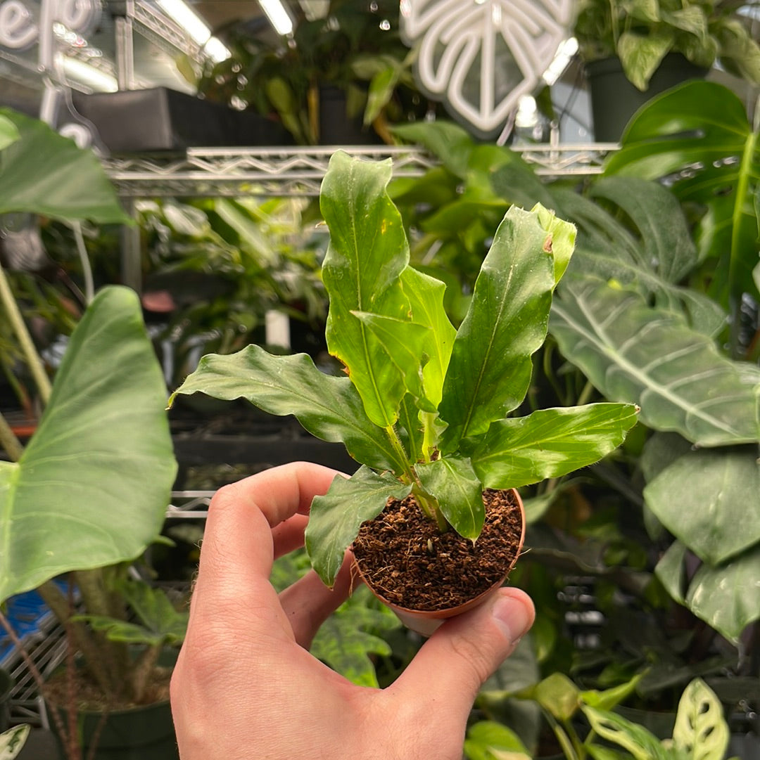 Calathea Rufibarba