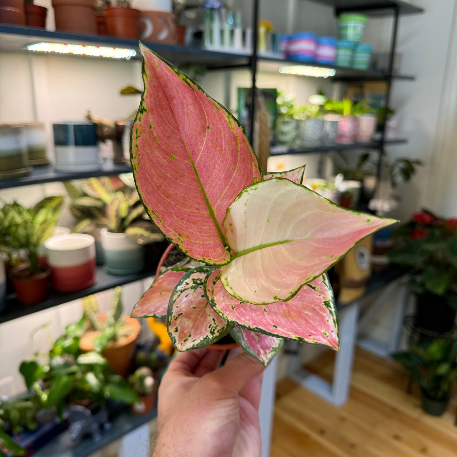 Aglaonema Geely Red