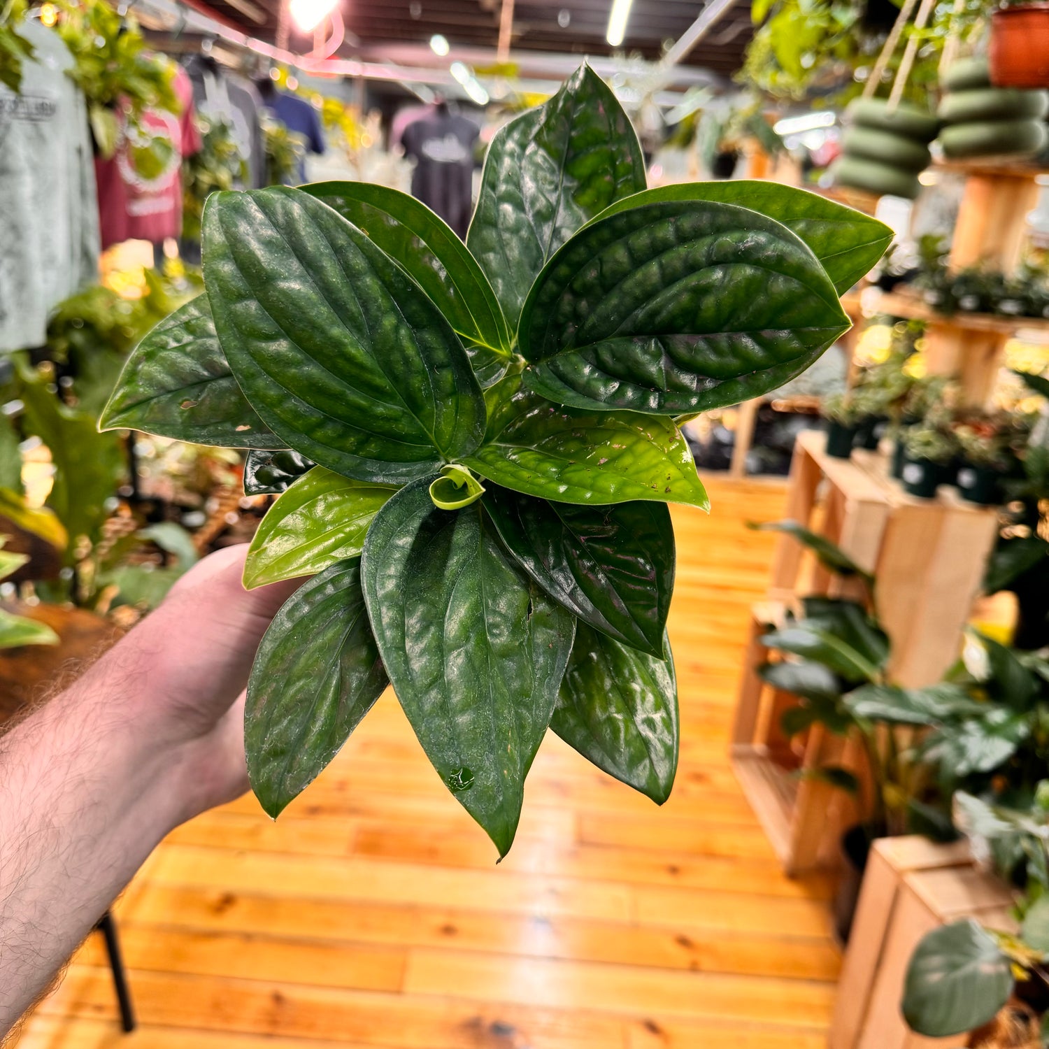 Monstera Peru