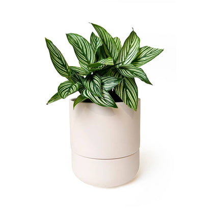 Ryan Self-Watering Plant Pot