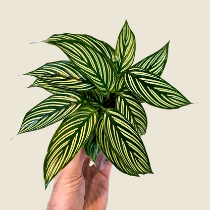 Calathea Vitatta