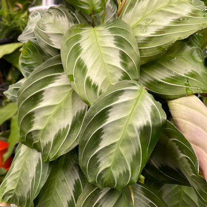 Maranta Silver Band