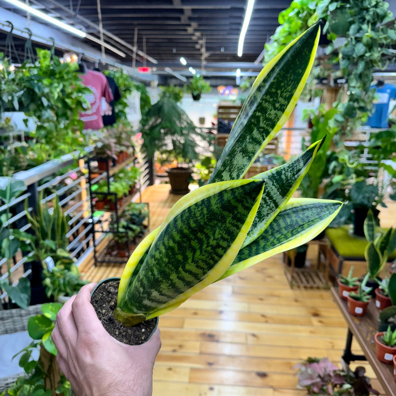 Sansevieria Superba