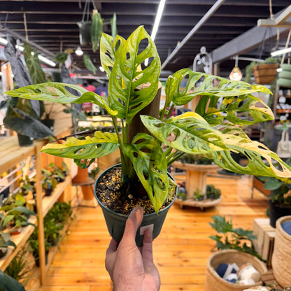 Monstera Adansonii Variegated