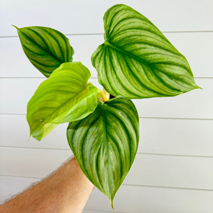 Philodendron Pastazanum Silver