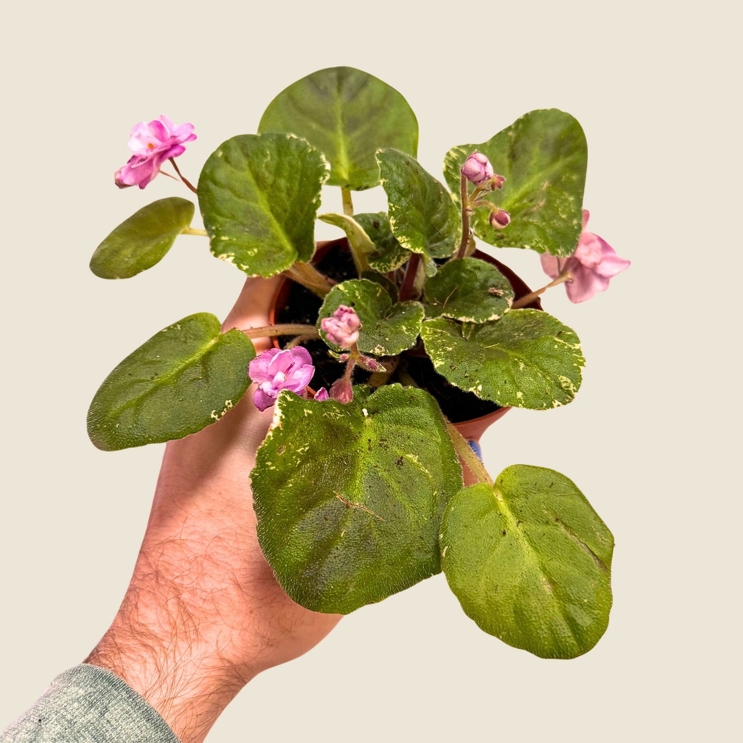 African Violet Cajun Popcorn