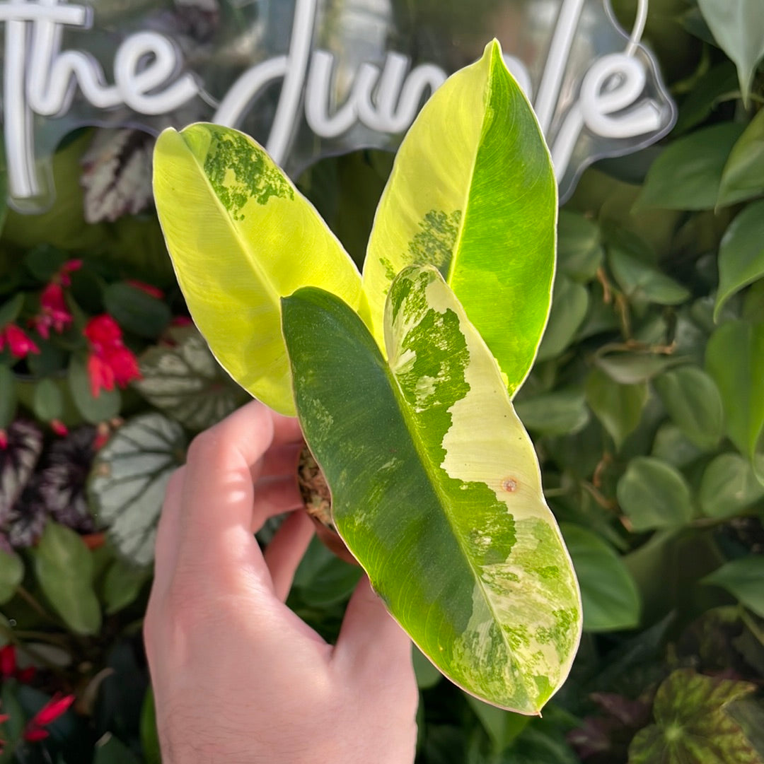 Philodendron Burle Marx Variegated