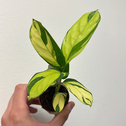 Calathea Pilosa