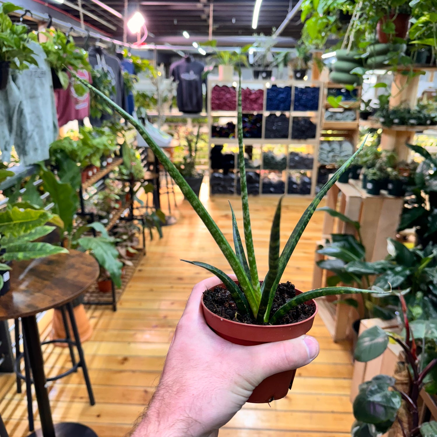 Sansevieria Fernwood Mikado