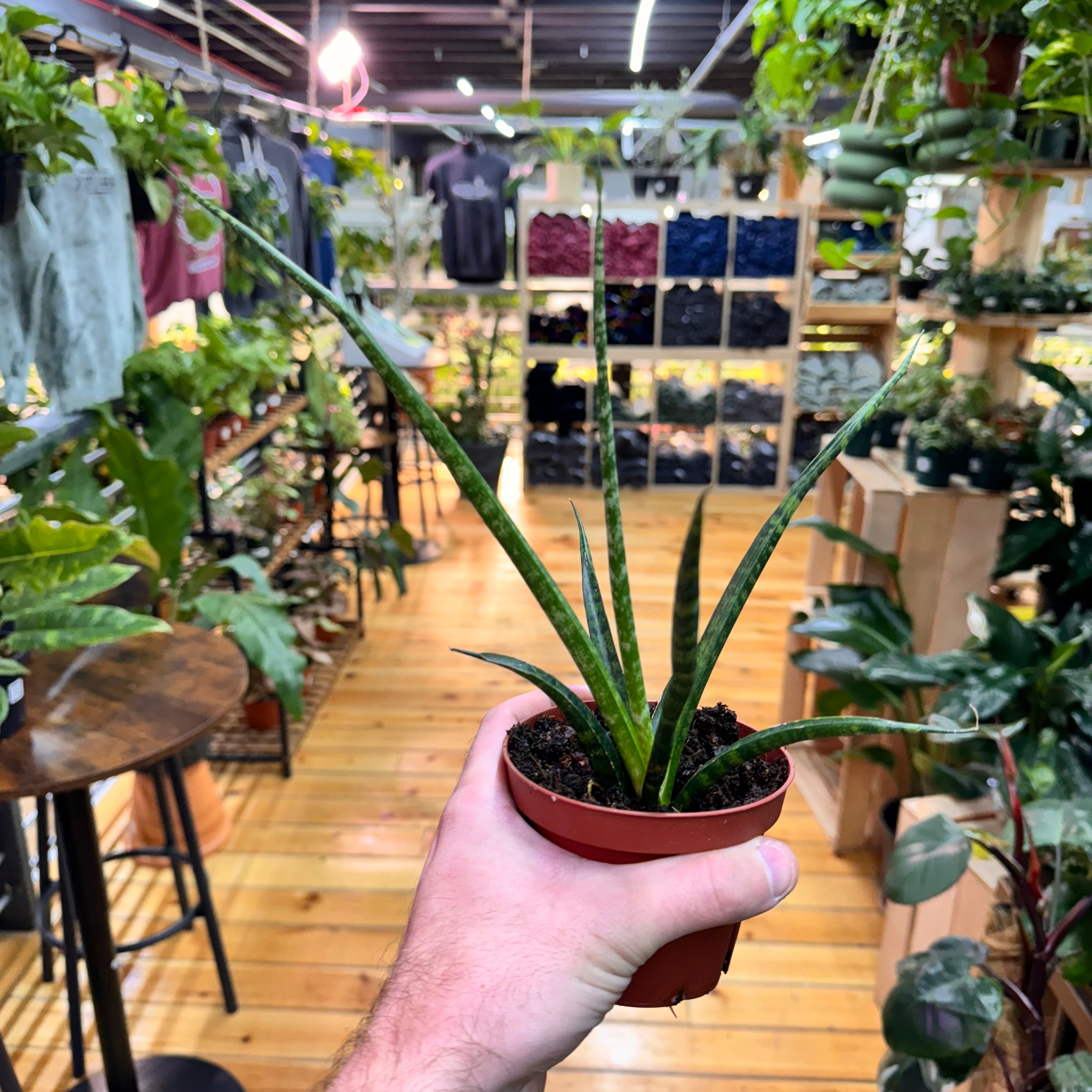 Sansevieria Fernwood Mikado