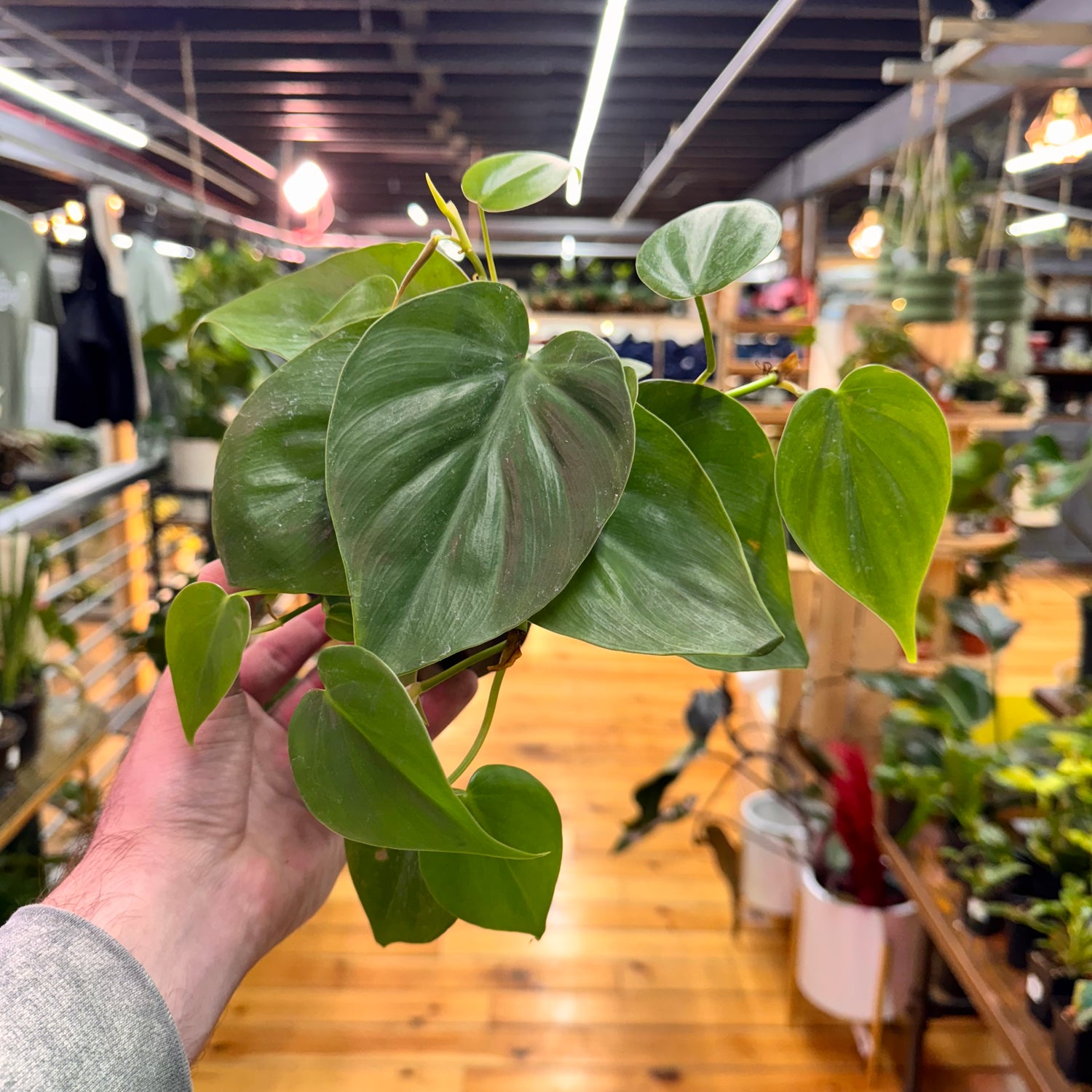 Philodendron Heartleaf