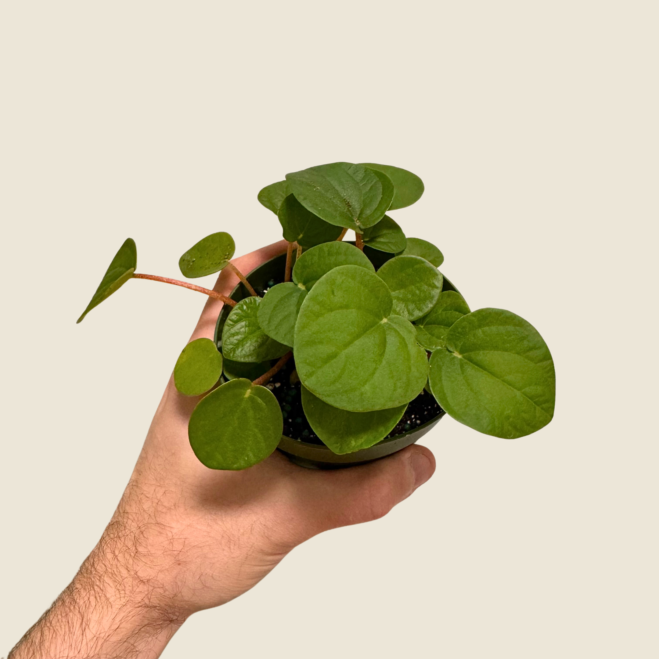 Peperomia Rana Verde