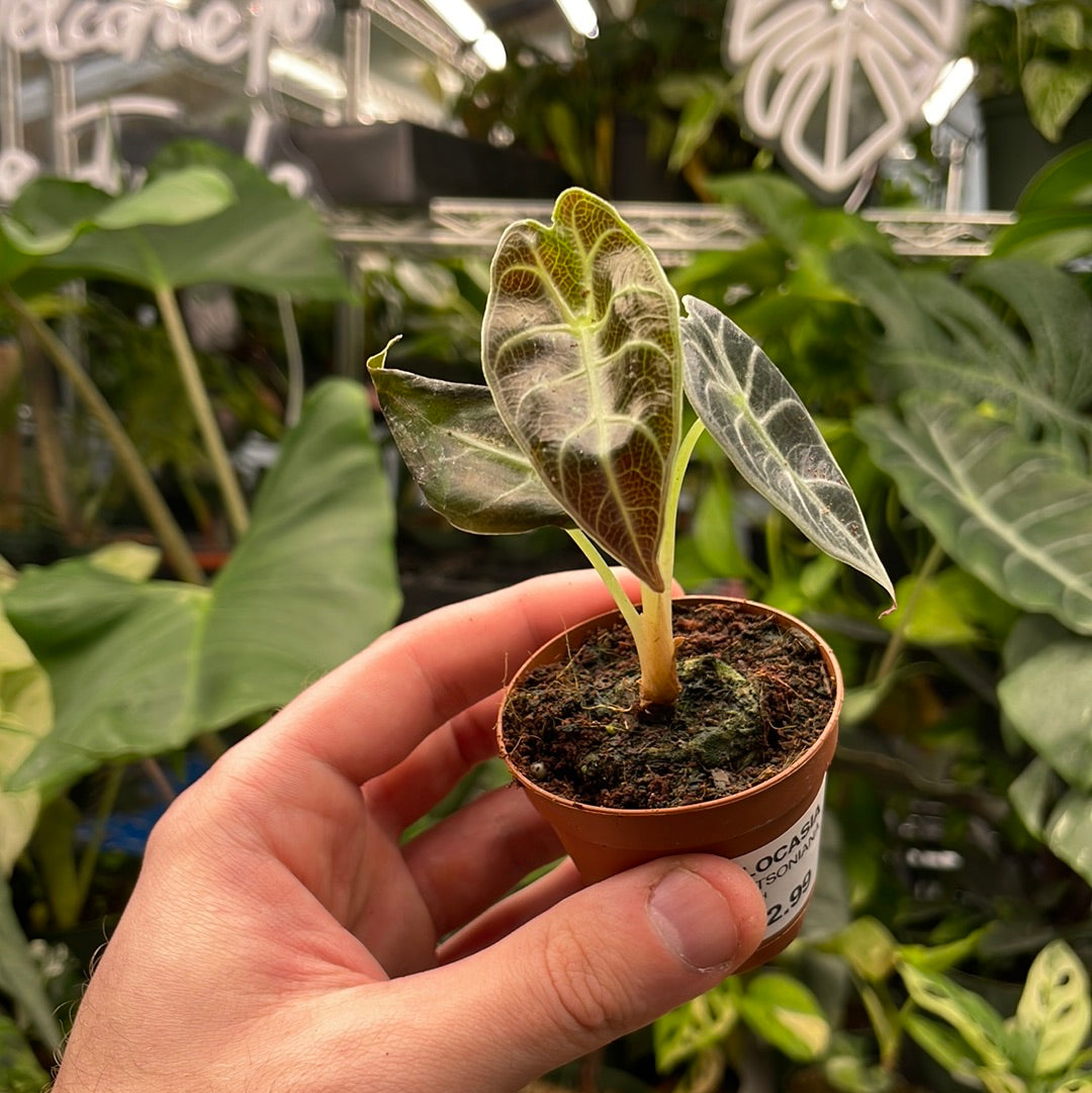 Alocasia Watsoniana