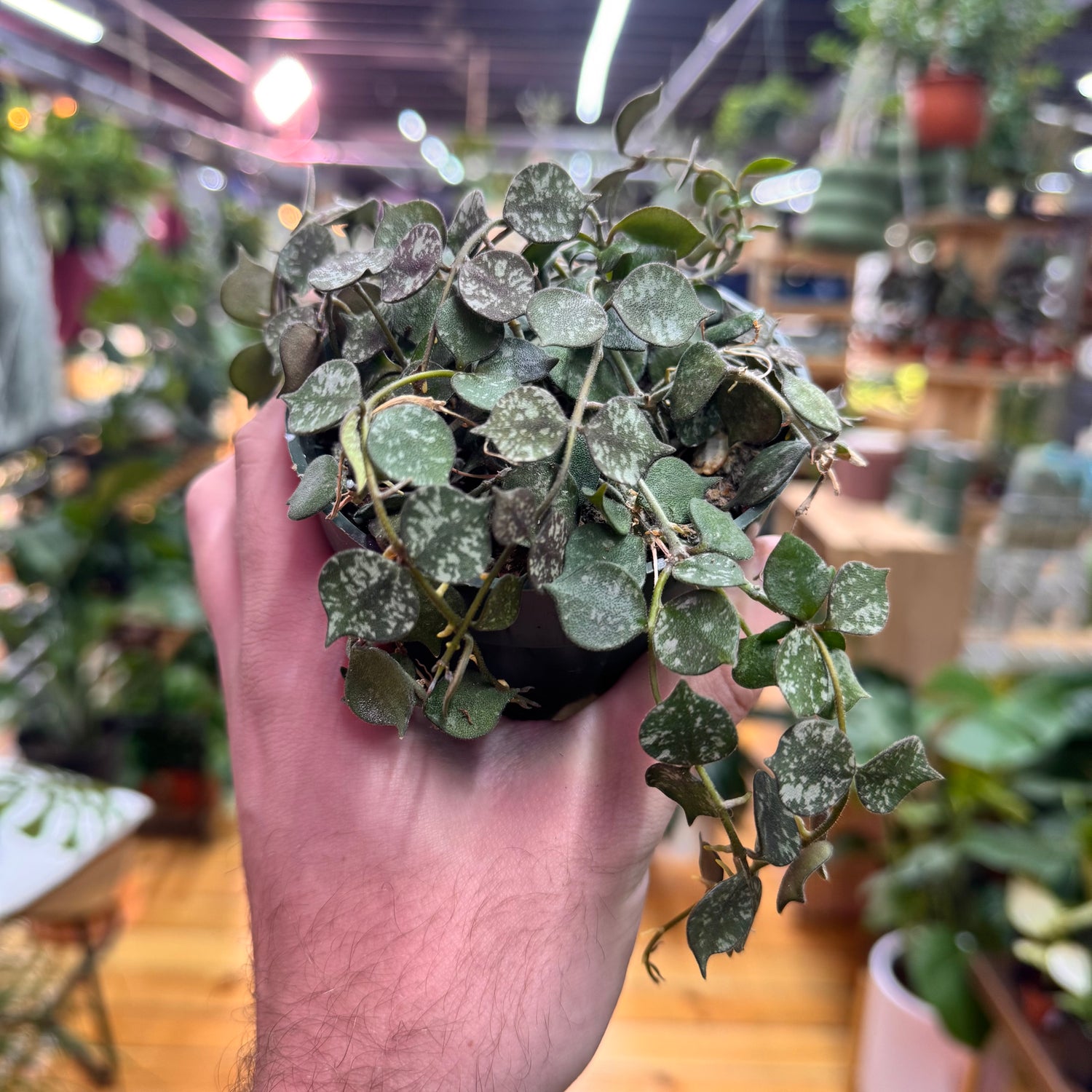 Hoya Curtisii