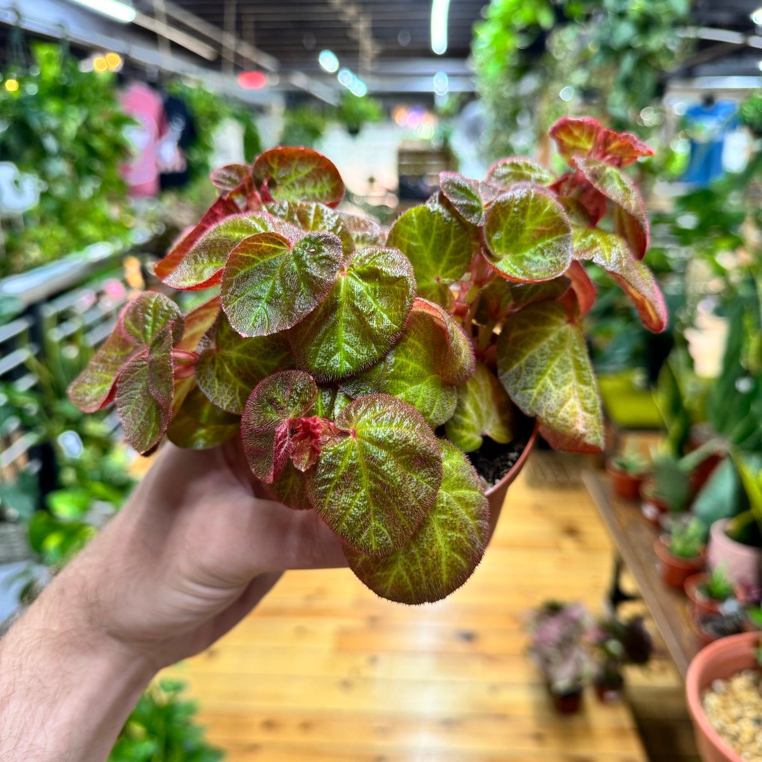 Begonia Manaus