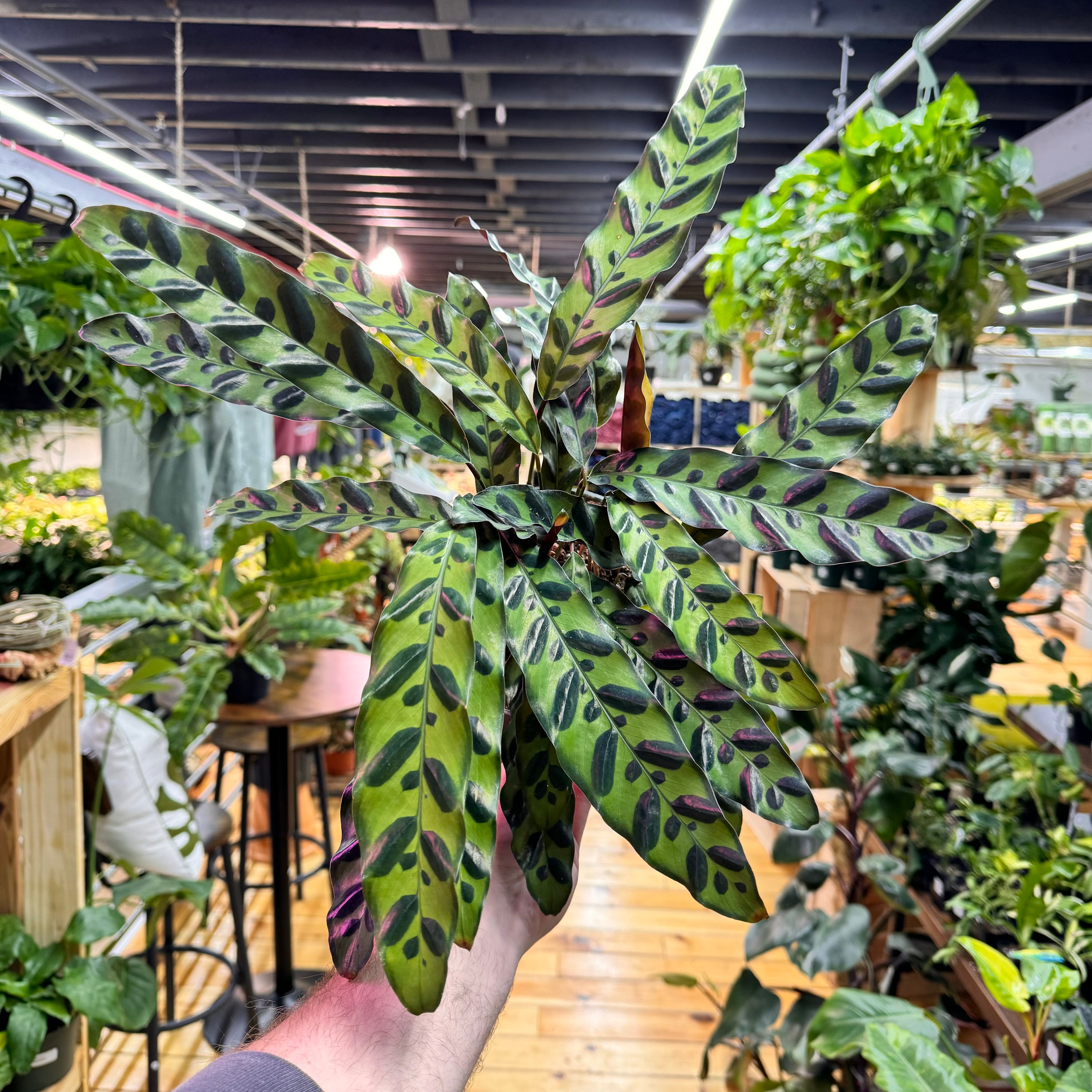 Calathea Rattlesnake