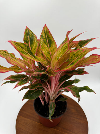 Aglaonema Orange Siam