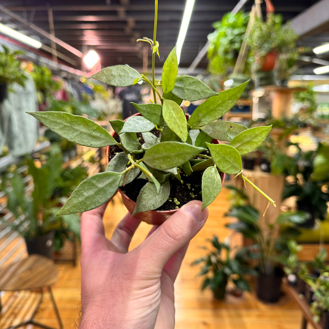 Hoya Lacunosa Mint