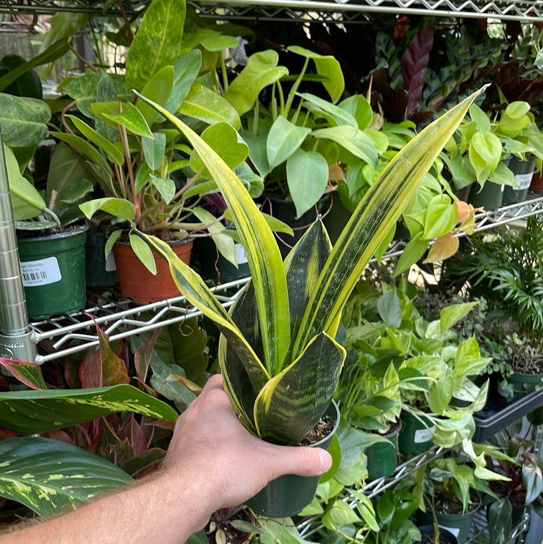 Sansevieria Gold Flame