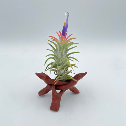 Tripod Air Plant Holder