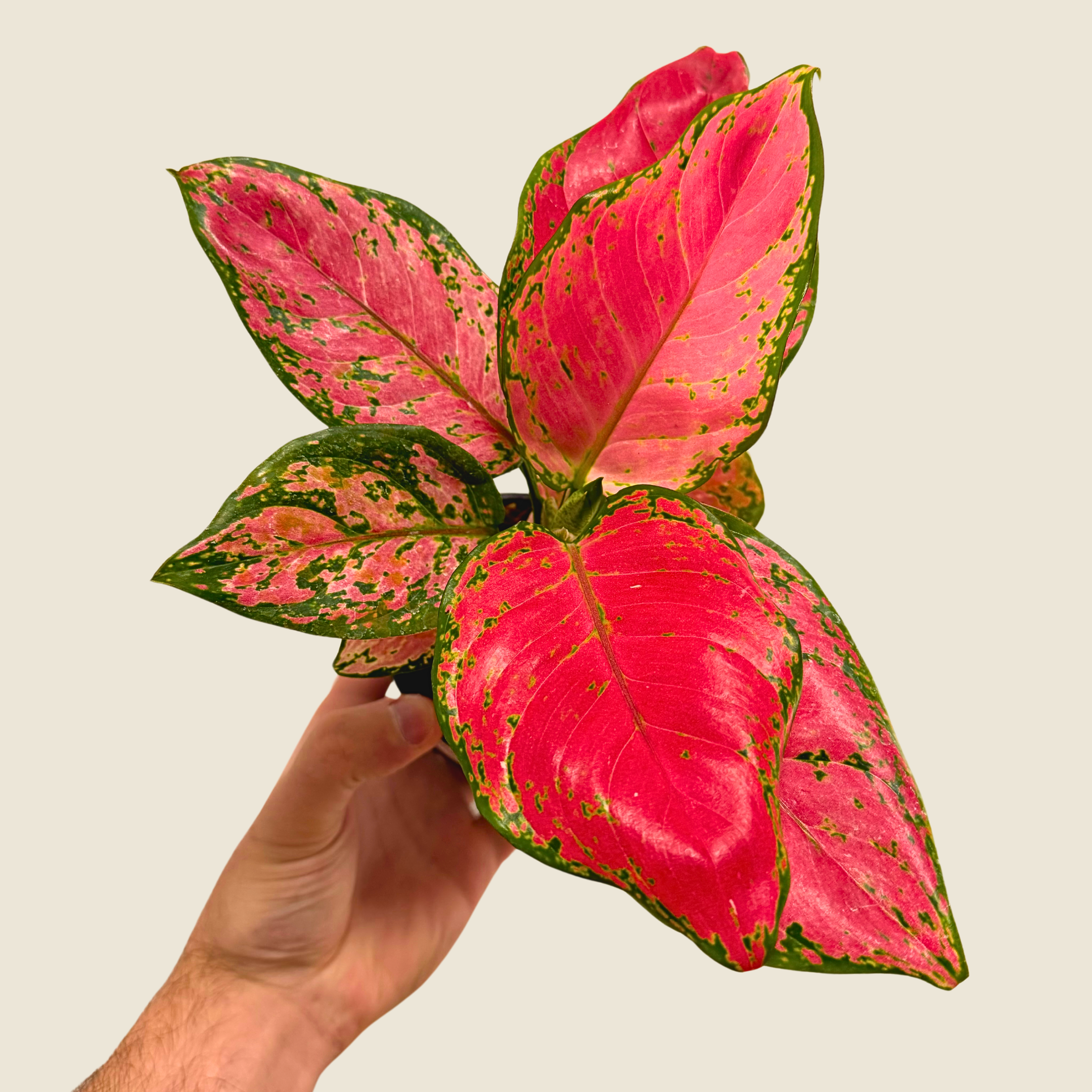 Aglaonema Red Valentine