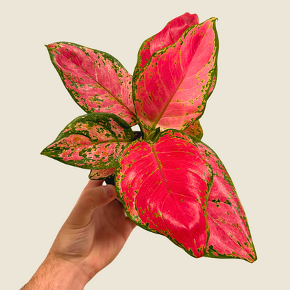 Aglaonema Red Valentine