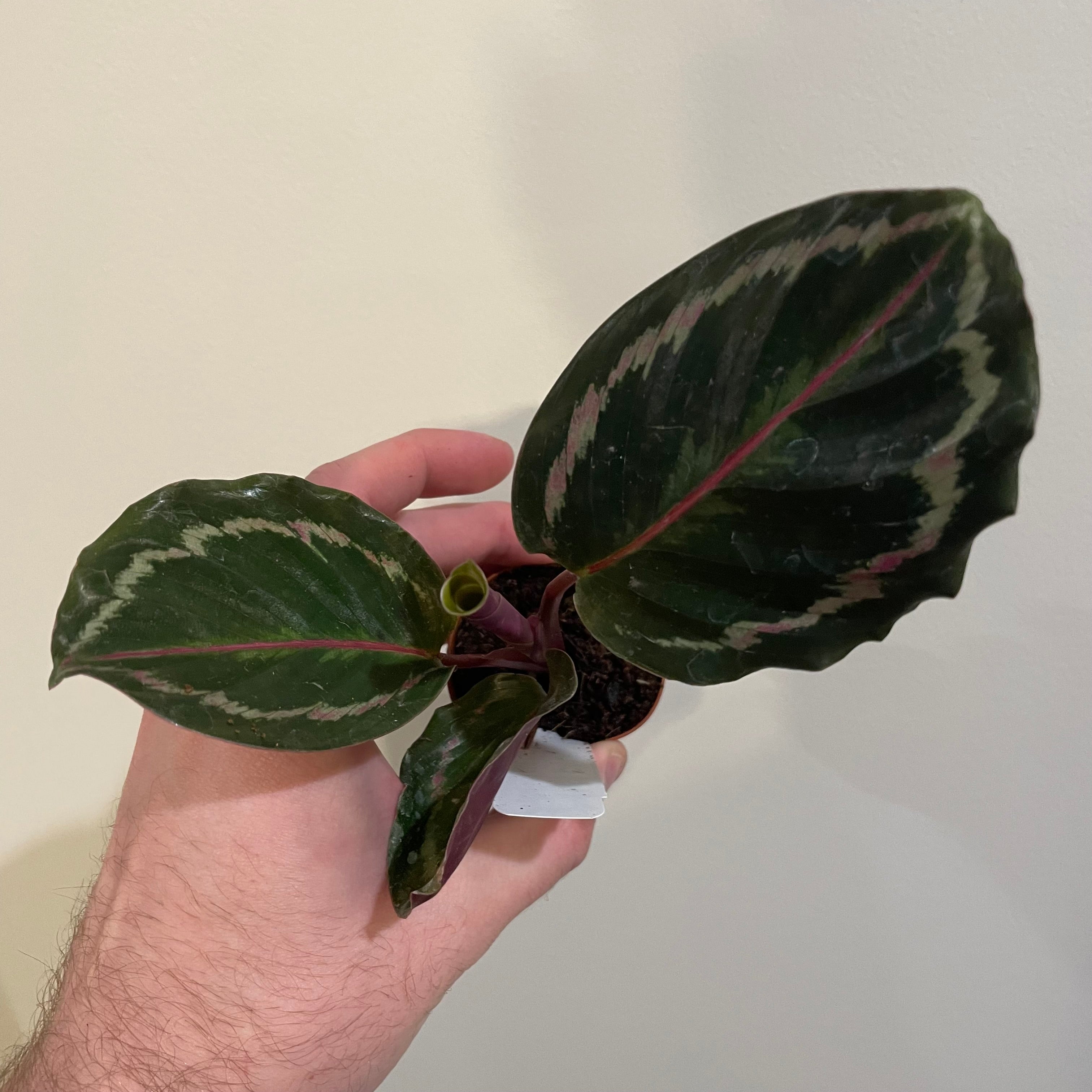 Calathea Medallion