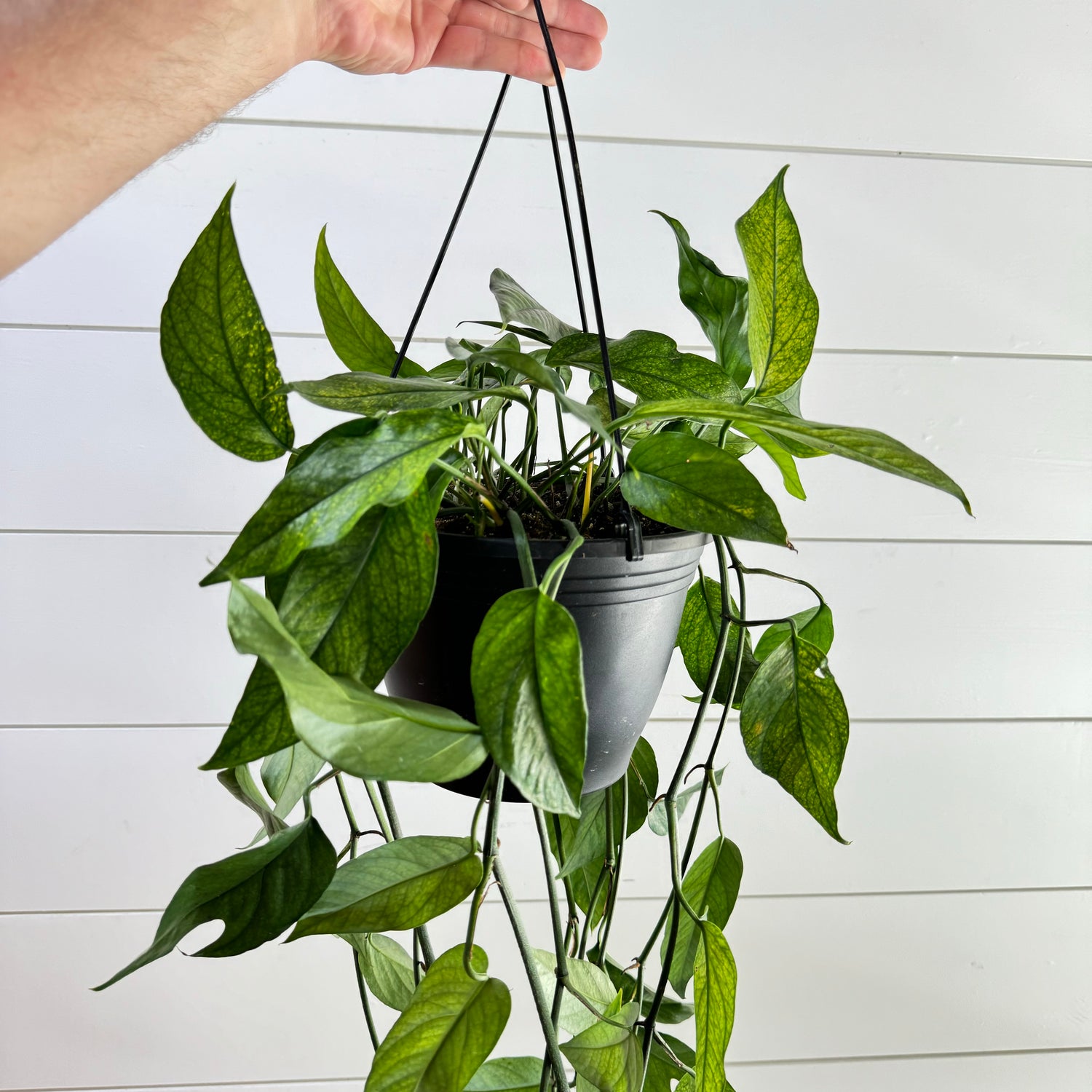 Pothos Baltic Blue