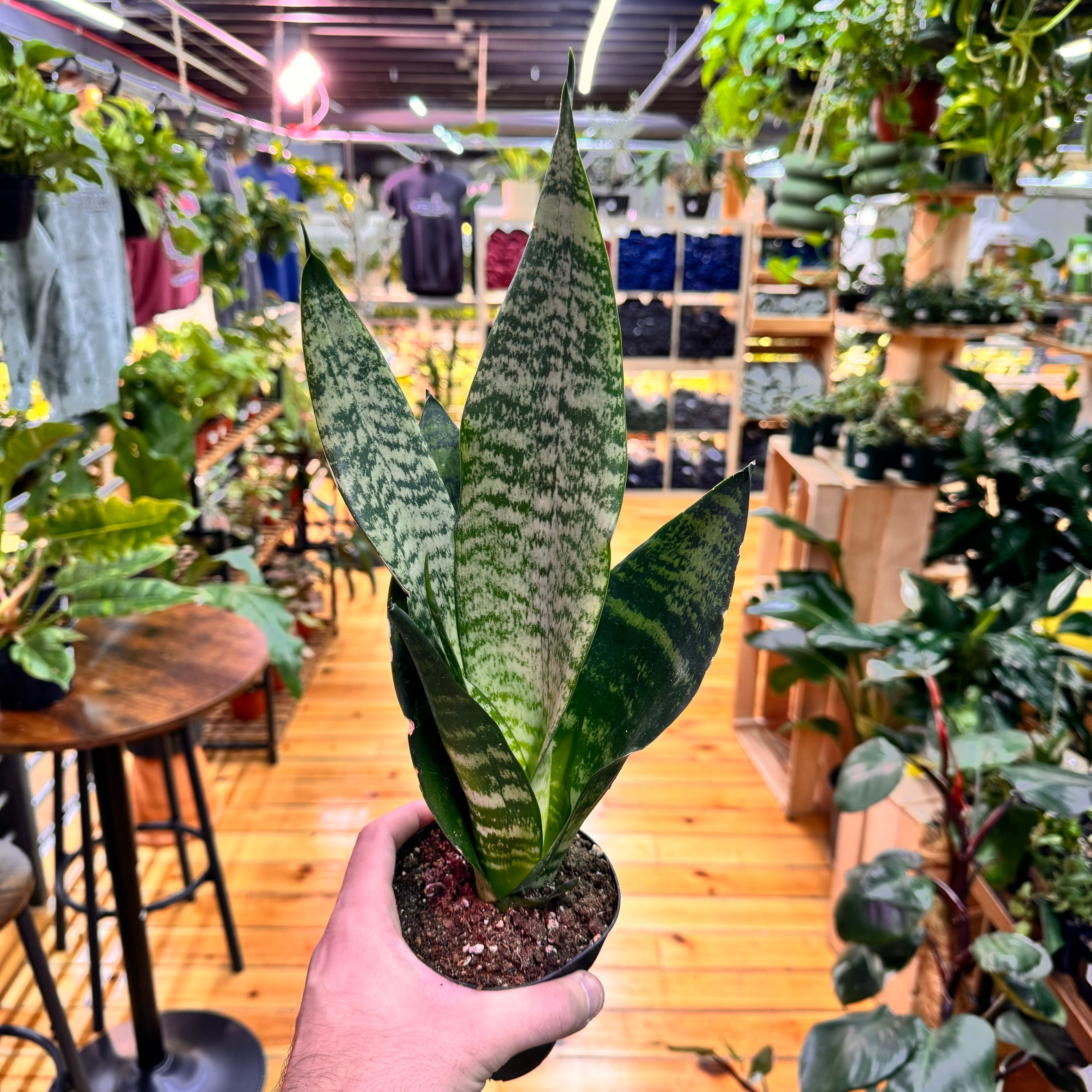 Sansevieria Coral