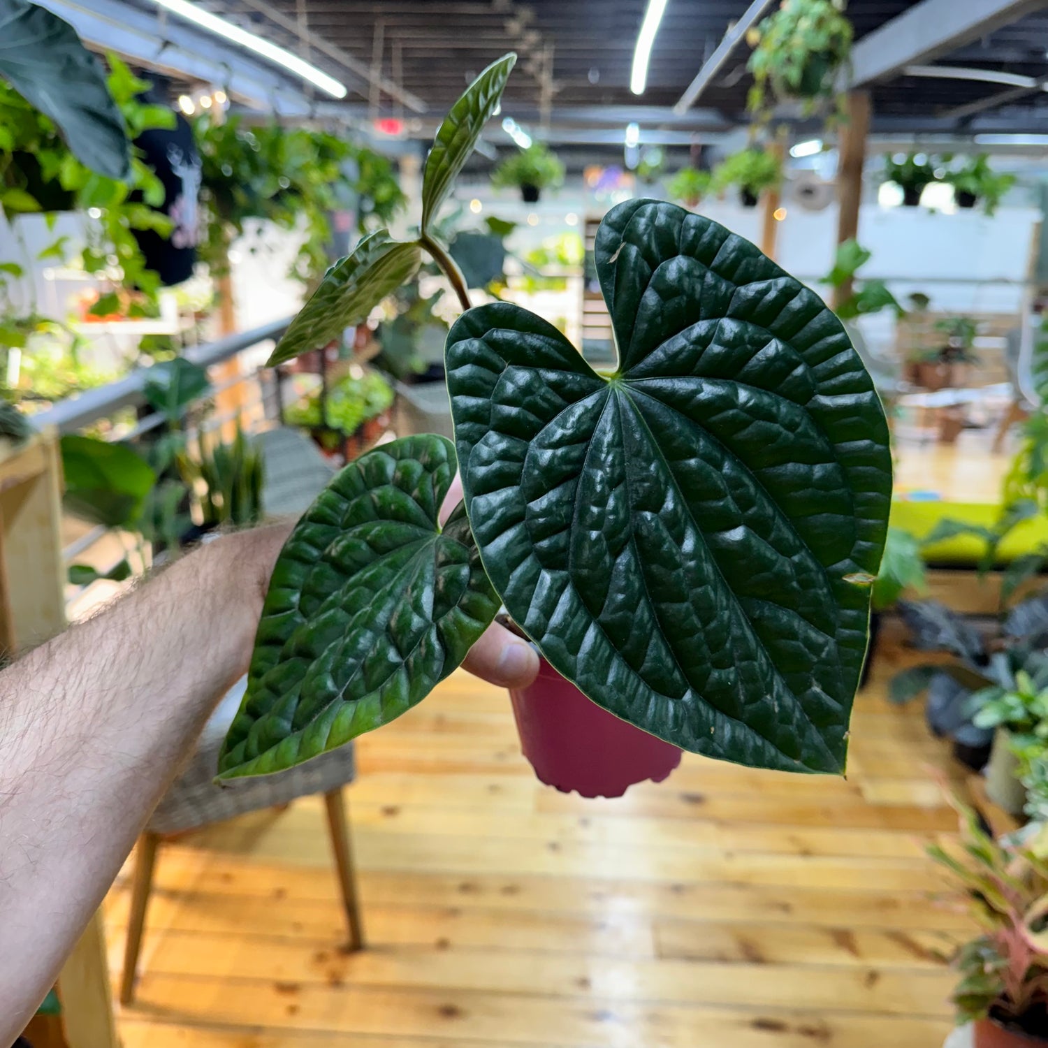 Anthurium Luxurians