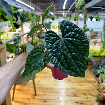 Anthurium Luxurians